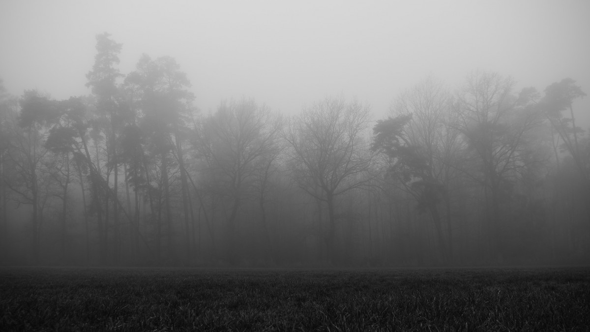 Nutzwald im Nebel des "Winters"